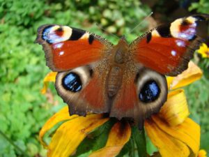 الگوی پروانه در تحلیل تکنیکال