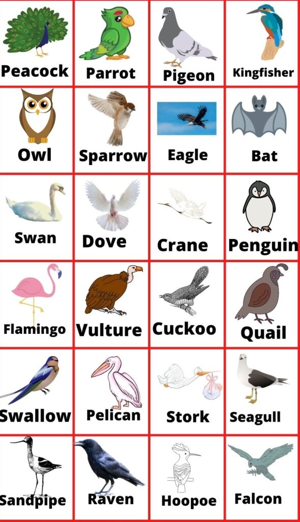 اسم پرنده گان به انگلیسی