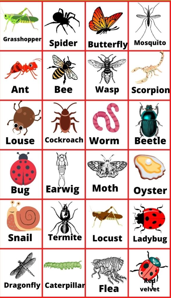 اسم حشرات به انگلیسی